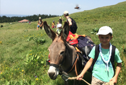 Hiking with a donkey